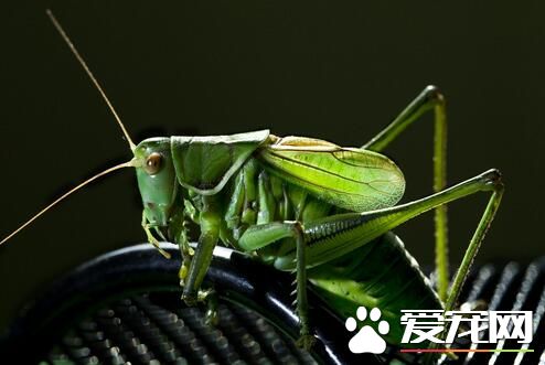 蟈蟈會叫嗎 蟈蟈要到繁殖季節才會鳴叫