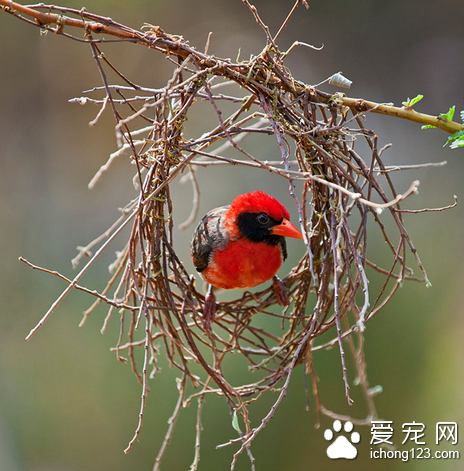 鳥怎么分公母  一種鳥一種鑒別的方法