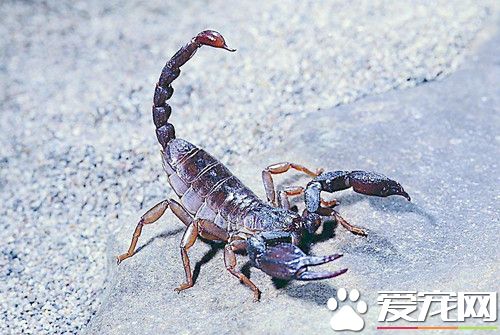 寵物蝎子有毒嗎 局部可出現一片紅腫