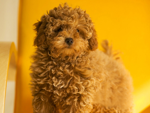 貴賓犬的性格 多變性格更可愛