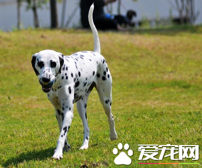 大麥町犬好不好 大麥町犬的介紹以及性格