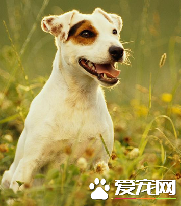 杰克羅素梗犬吃什么 生食喂養搭配合成營養物質