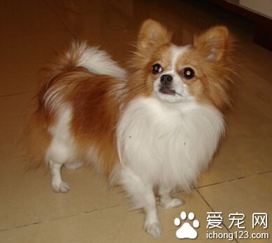 蝴蝶犬的特征 有著蝴蝶翅膀般的大耳朵