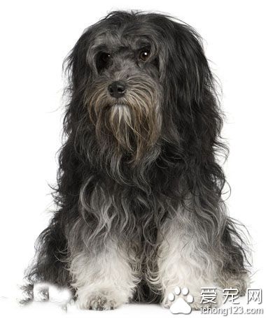 羅秦犬的形態特征  身軀緊湊勻稱