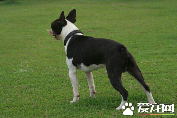波士頓梗肛門腺怎么擠 由內而外由輕到重
