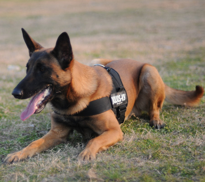 比利時牧羊犬的性格 該犬勇敢機警