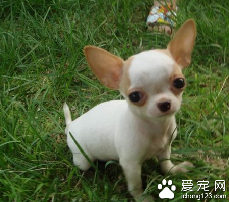 吉娃娃的特點 具有類似梗類犬的氣質