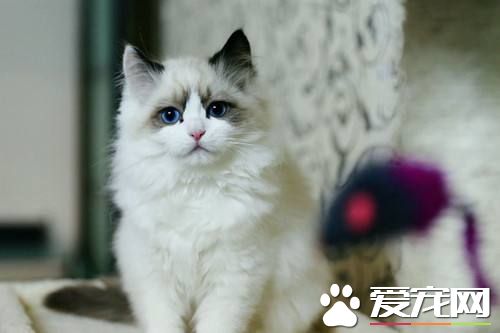 布偶貓眼屎多怎么回事 引起布偶貓眼屎多的三大原因