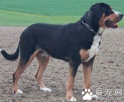 大瑞士山地犬的形態特征 底色是黑色
