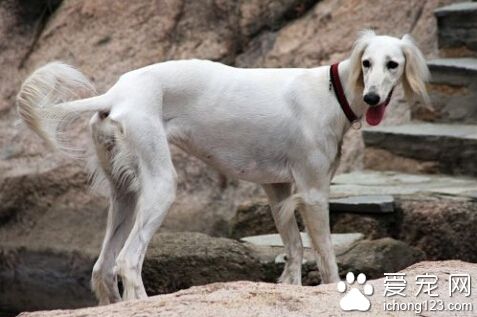 薩路基的形態特征 身體強健肌肉發達