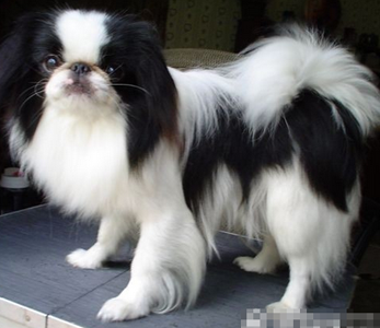 日本狆的性格 該犬比較愛表現自己