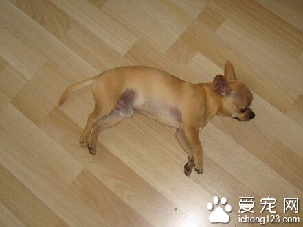 吉娃娃壽命 大約在十五至十八年之間