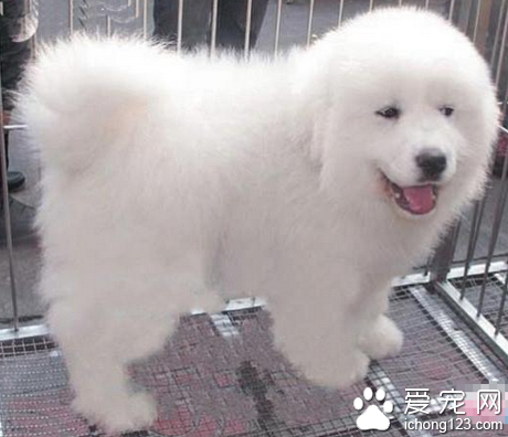  大白熊犬特點 身型非常的優美漂亮