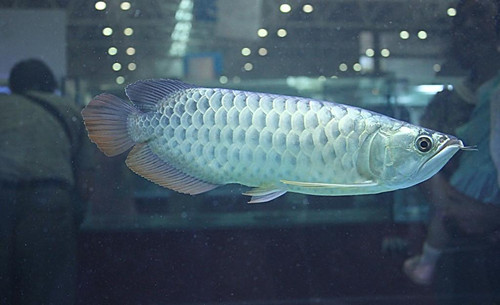 銀龍魚壽命 銀龍魚壽命一般在6-7年