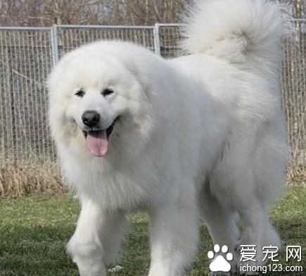 大白熊能長多大 具有強壯的體格