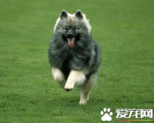 荷蘭毛獅犬掉毛程度 掉毛情況并不嚴重
