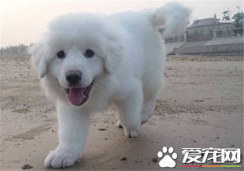 大白熊犬能長到多大 雄性肩高在69到81厘米