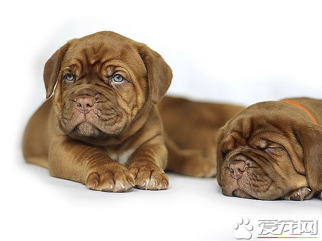 法國斗牛犬為什么貴 產量因素決定法斗為什么貴