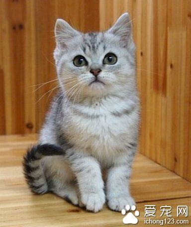 英國短毛貓的性格 性格溫馴而堅毅