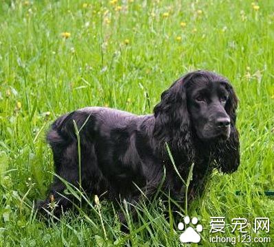 史賓格和可卡的區別 體型特征有很大不同
