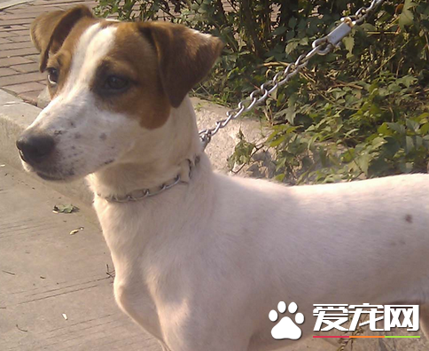 杰克羅素梗傻嗎 是世界上比較聰慧的犬類