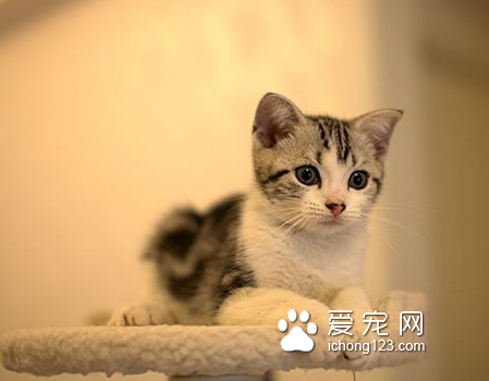 什么貓好養 根據自己的喜好來選擇貓咪品種
