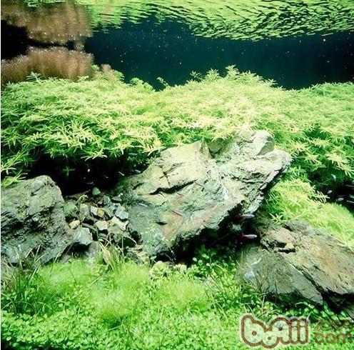 如何識別常見造景石的種類