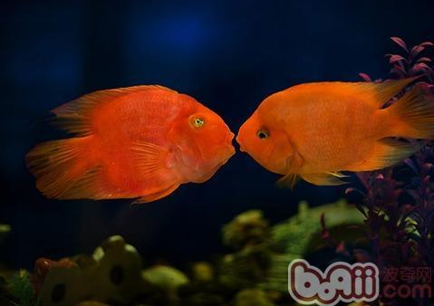 關于鸚鵡<a href=/zhonglei/fish/ target=_blank class=infotextkey>魚</a>的品種介紹