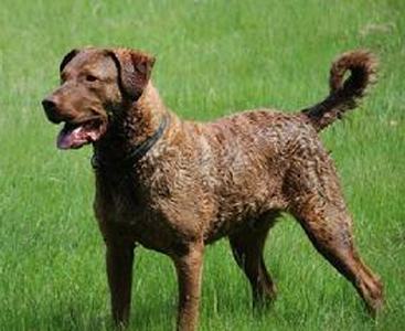 乞沙比克獵犬的形態特征 斑點越小越好