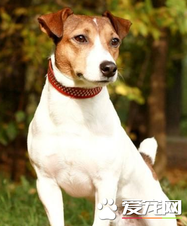 杰克羅素梗咬人嗎 怎么訓練杰克羅素梗不咬人