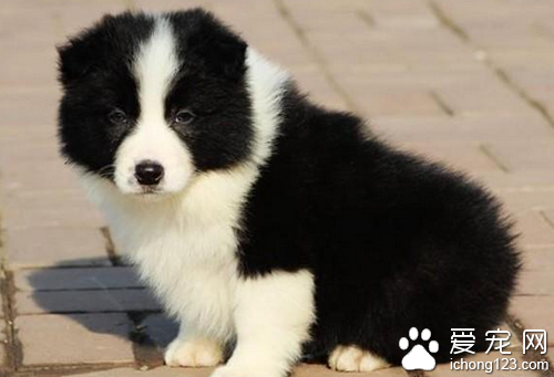 犬類智商排名 在狗寵中邊境牧羊犬排第一