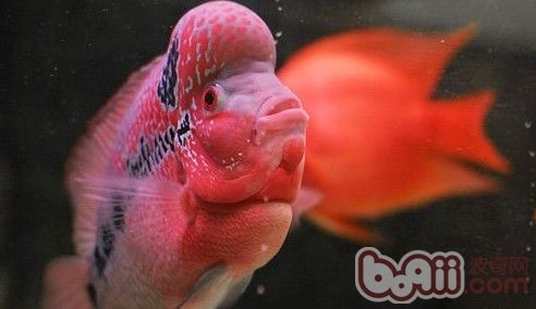 養羅漢<a href=/zhonglei/fish/ target=_blank class=infotextkey>魚</a>如何布置水族箱