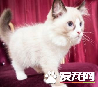 布偶貓容易生病嗎  必看，布偶貓常見的三大疾病