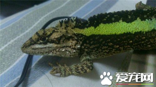 麗紋龍蜥怎么樣 性格較活躍適應能力強