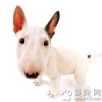 牛頭梗智商 天資聰穎是比較聰明的梗犬