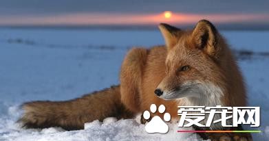 寵物狐貍咬人嗎 一般情況狐貍是不會咬人