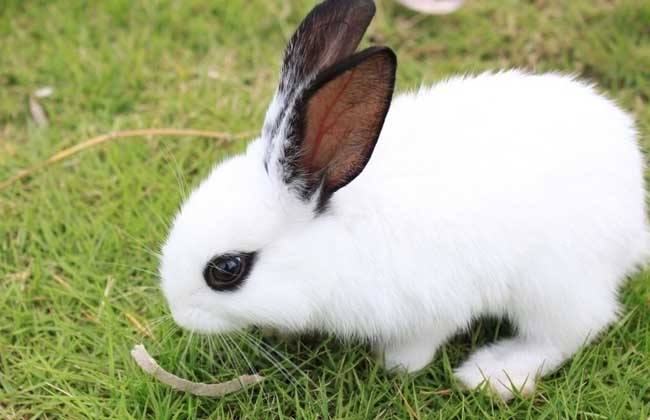 如何養寵物兔?寵物兔飼養須知 如何養寵物兔?寵物兔飼養須知