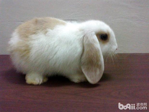 荷蘭垂耳兔如何飼養