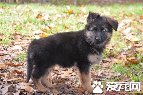 德國牧羊犬打架怎么樣 德牧打架的解決方法