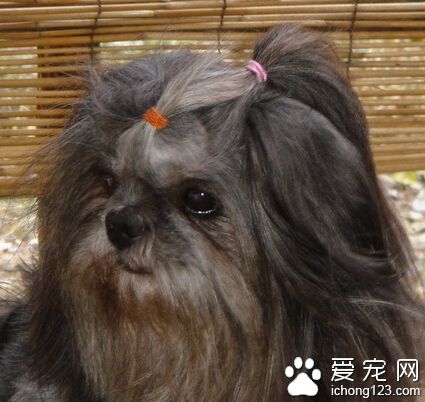 拉薩犬的智商 狗狗排名里排在第58位