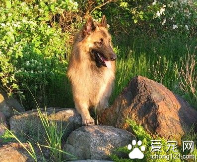  比利時坦比連犬怎么選 外部在特征是關鍵