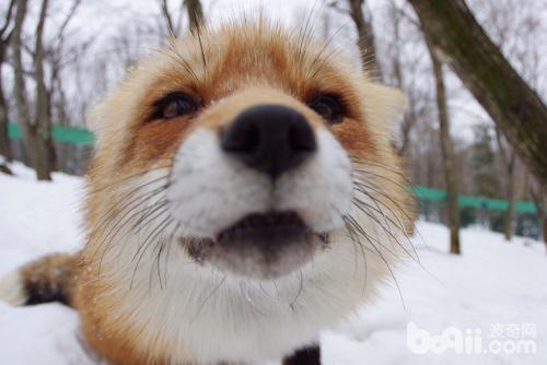 寵物狐貍飼養注意事項 寵物狐貍好養嗎