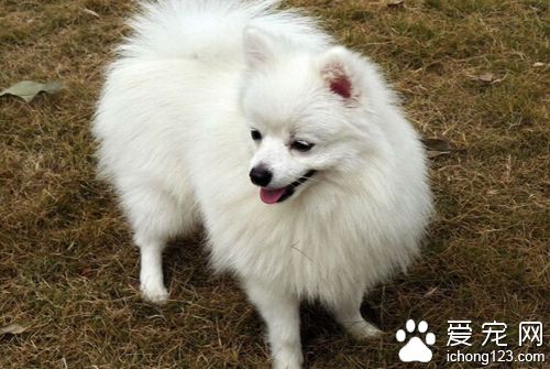  純種博美犬的特征 飼養博美需要注意些什么