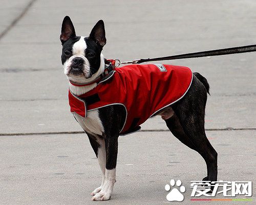 波士頓梗肛門腺怎么擠 由內而外由輕到重