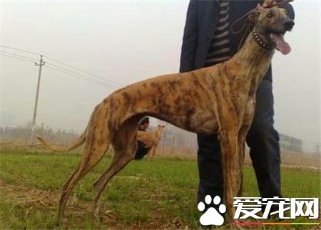 純種靈緹犬應怎樣去養 靈緹犬如何喂養