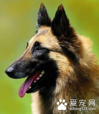 比利時馬林諾斯犬的性格 該犬精力旺盛