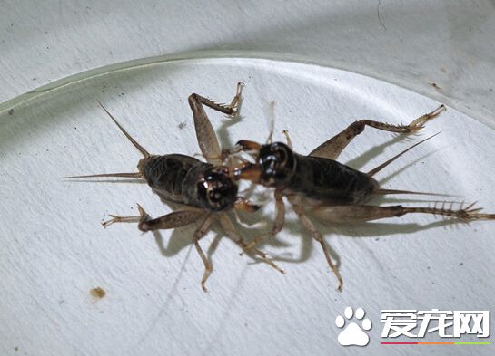 蟋蟀喜歡生活在哪里 棲息于地表磚石下