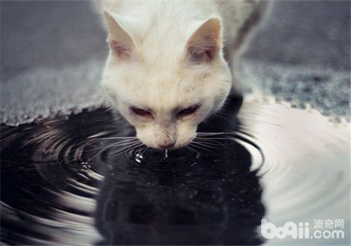 關于<a href=/zhonglei/mao/ target=_blank class=infotextkey>貓</a>咪的那些飲水癖好