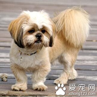 拉薩犬的形態特征 有著大量的胡須