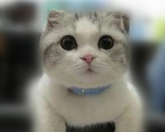 如何留住貓咪美麗毛發？